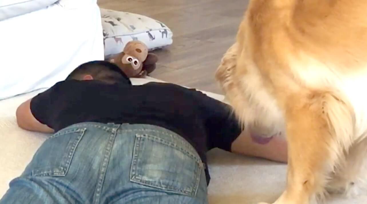 ゴールデンレトリーバー,動画