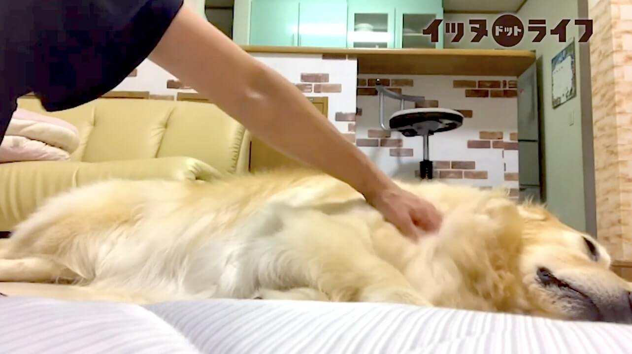 ゴールデン,動画,イッヌドットライフ