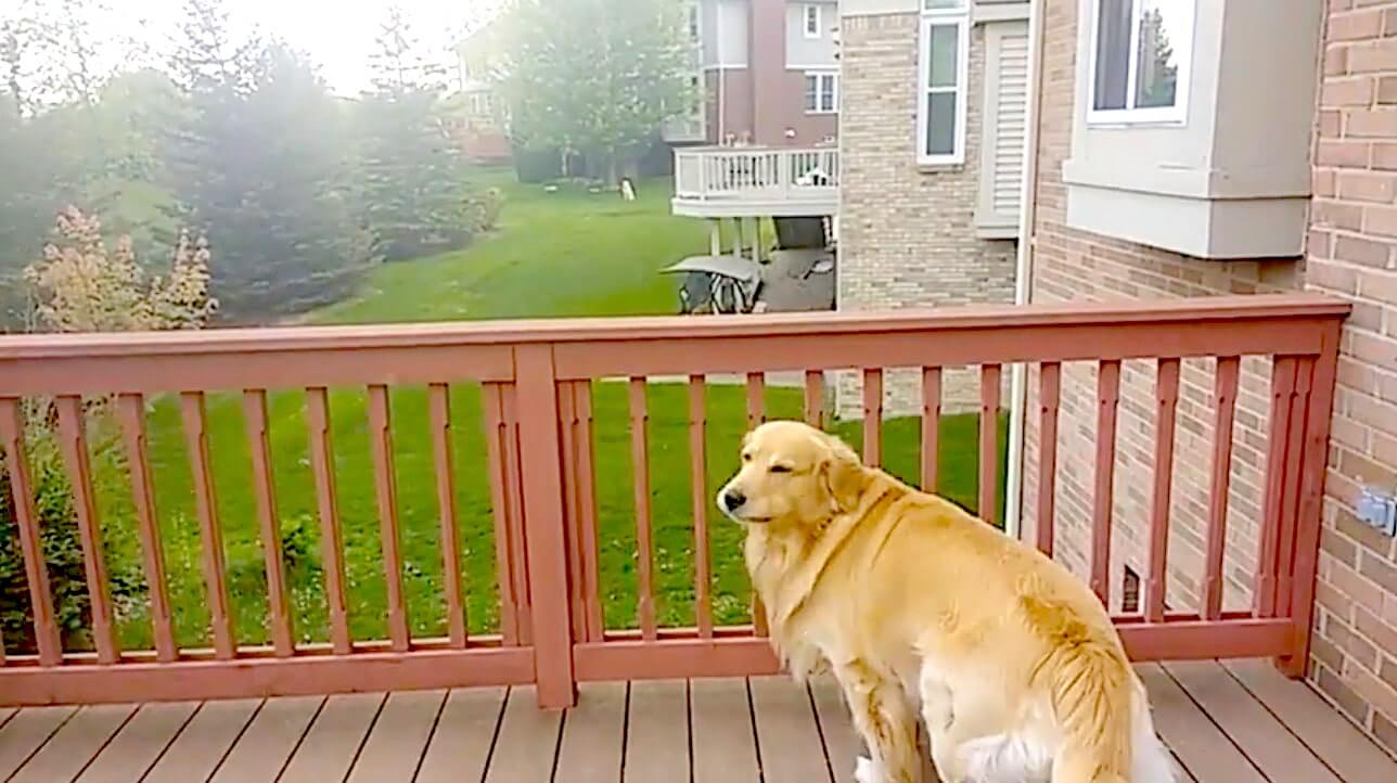 ゴールデンレトリーバー,動画