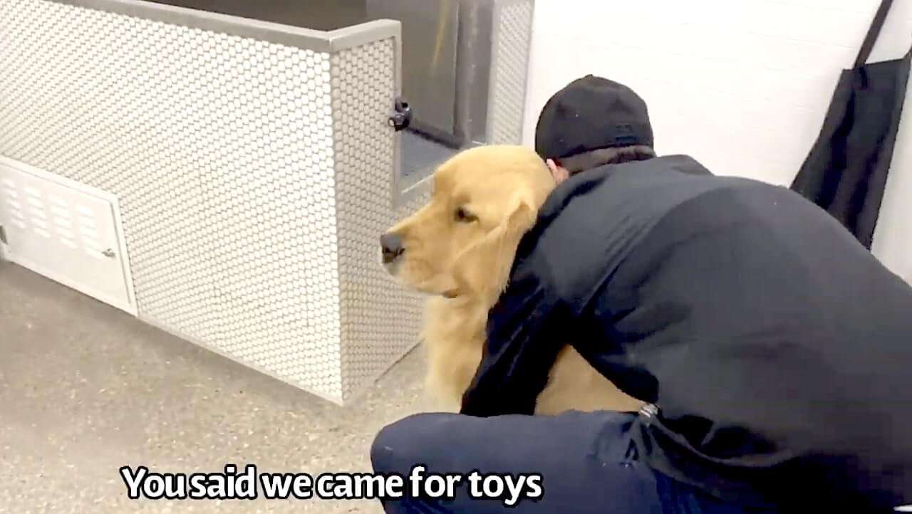 ゴールデンレトリーバー,動画