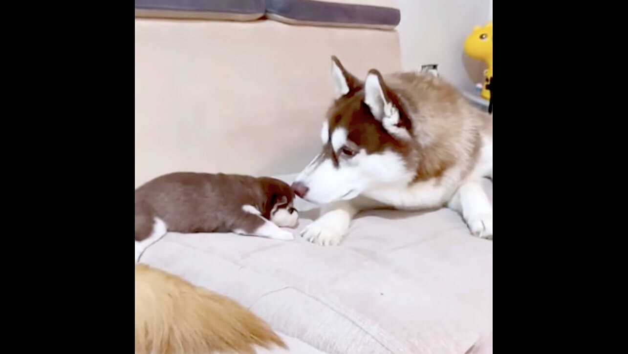 ゴールデンレトリーバー,動画