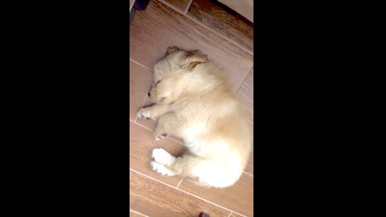 ゴールデンレトリーバー,動画