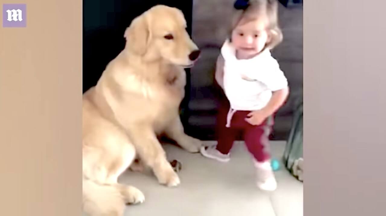 ゴールデンレトリーバー,動画