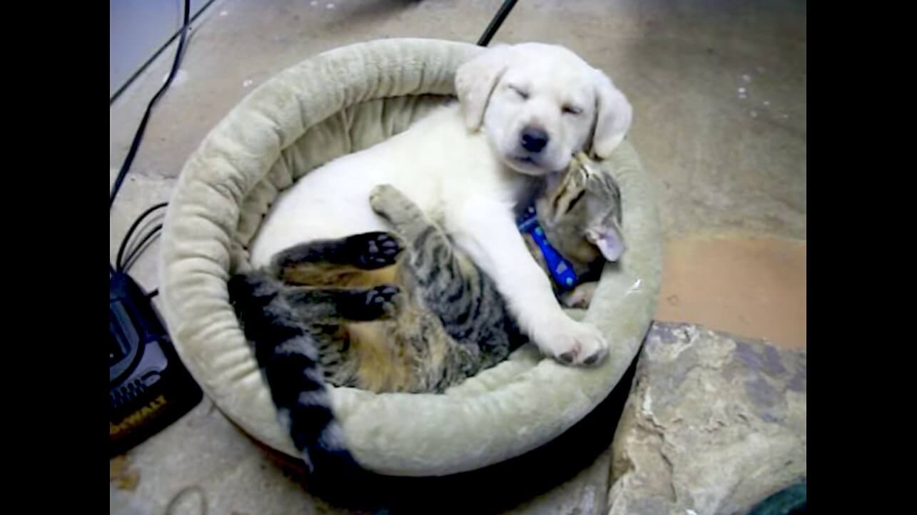 ラブラドールレトリーバー,動画