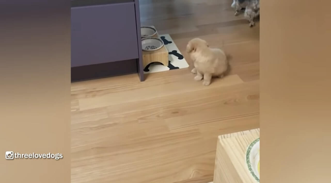 ゴールデンレトリーバー,動画