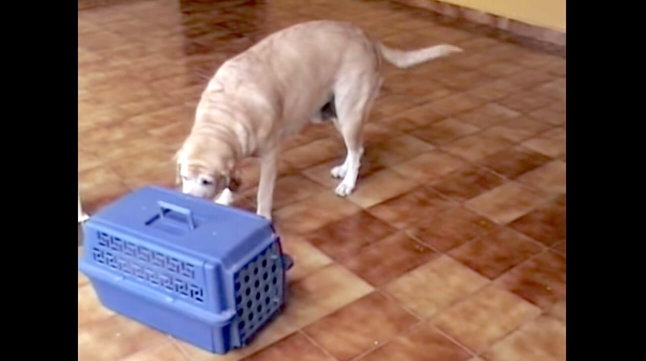 ラブラドールレトリーバー,動画