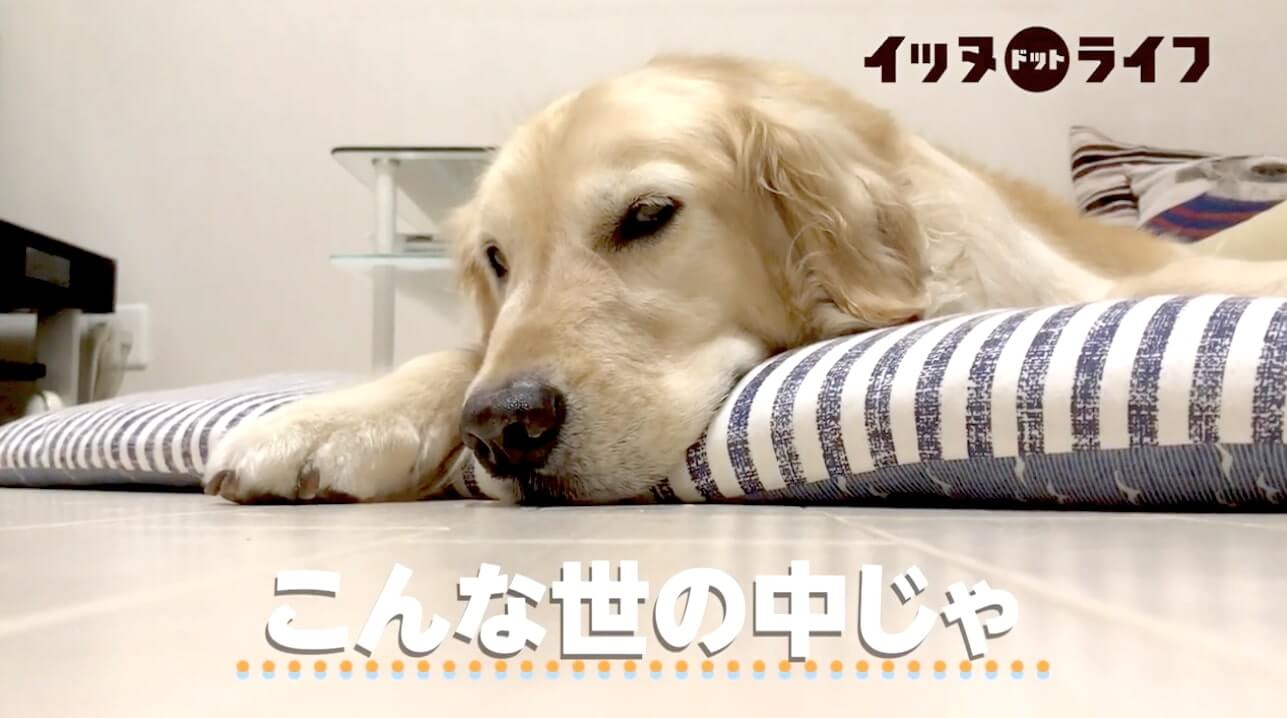 ゴールデン,動画,イッヌドットライフ