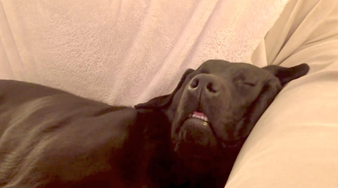 ラブラドールレトリーバー,動画