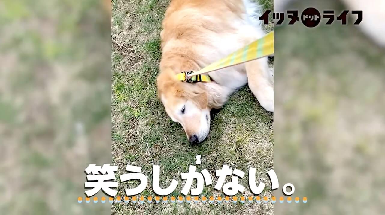 ゴールデンレトリーバー,動画