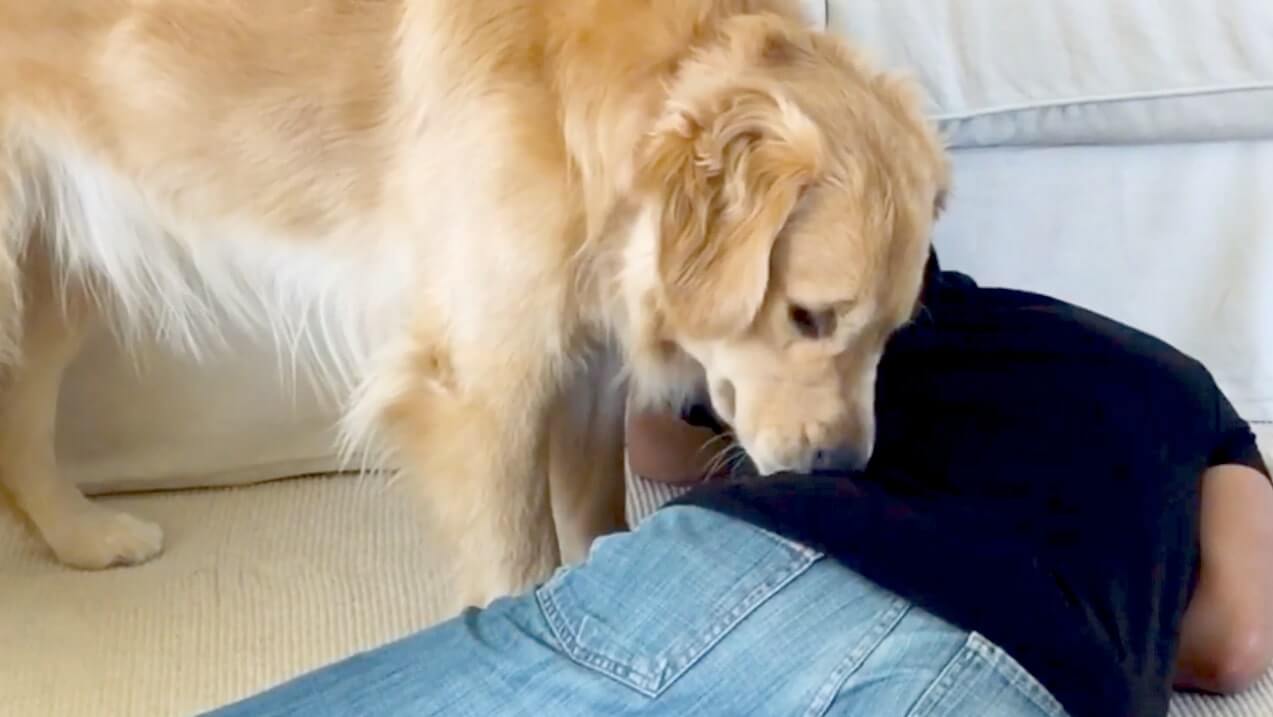 ゴールデンレトリーバー,動画