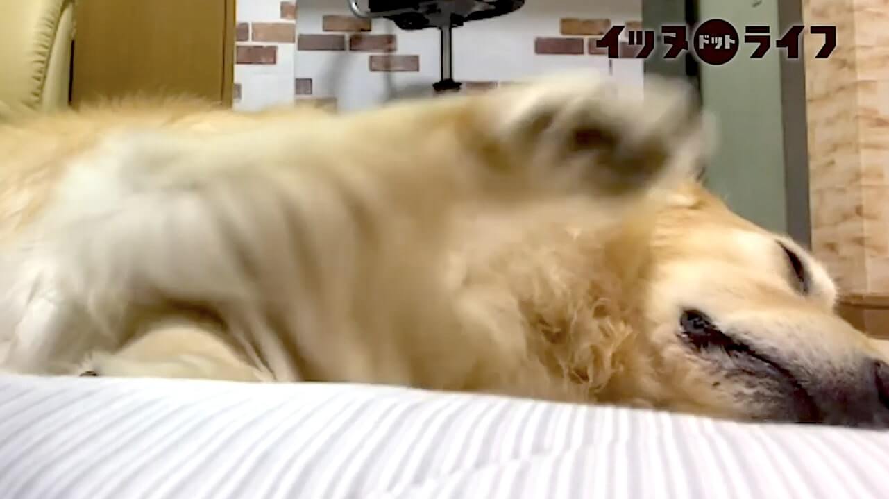 ゴールデン,動画,イッヌドットライフ