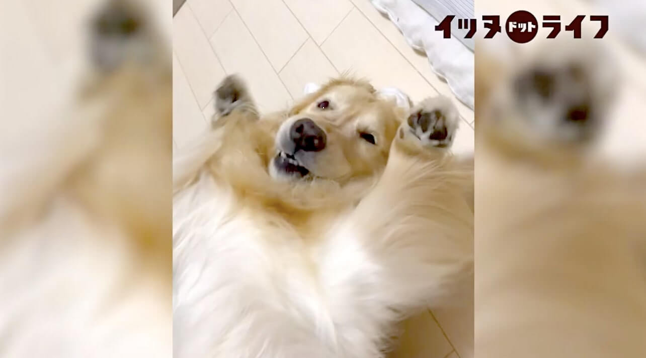 ゴールデン,動画,イッヌドットライフ