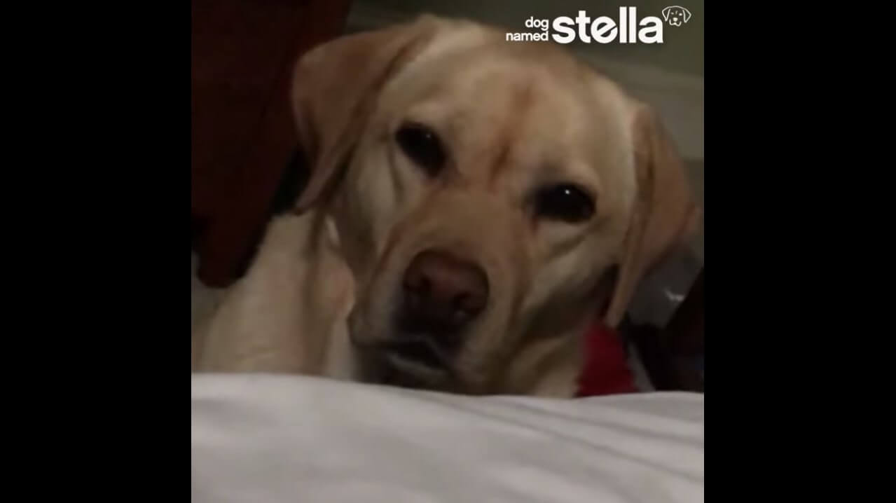 ラブラドールレトリーバー,動画