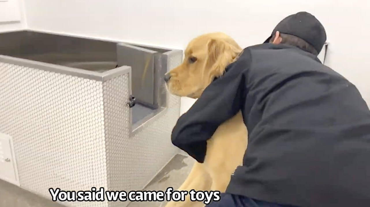 ゴールデンレトリーバー,動画