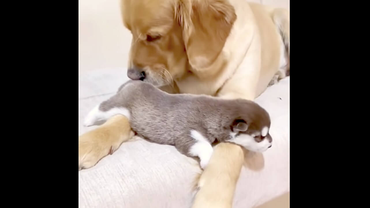 ゴールデンレトリーバー,動画