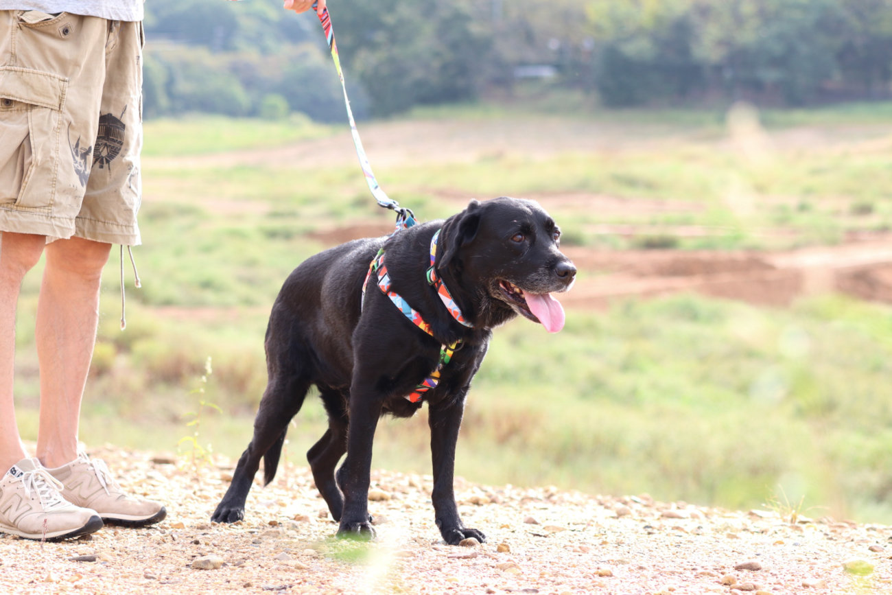 レトリーバー,ウルフギャング