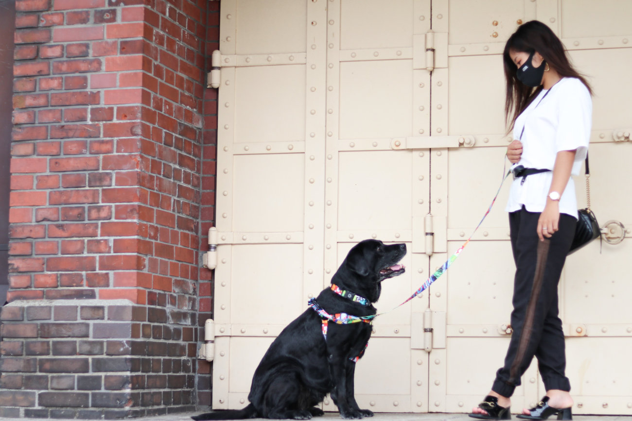 レトリーバー,ウルフギャング