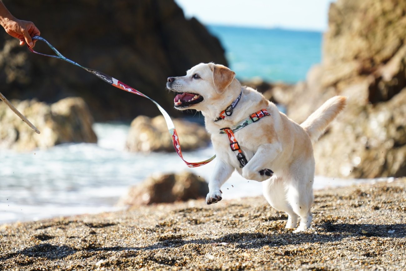 レトリーバー,ウルフギャング