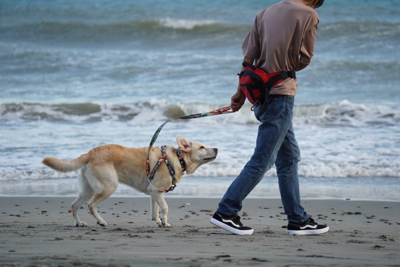 レトリーバー,ウルフギャング