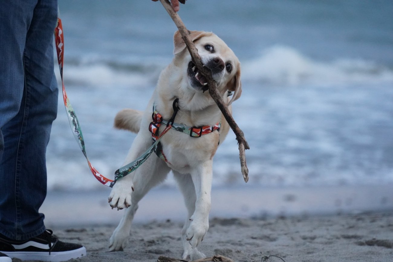 レトリーバー,ウルフギャング