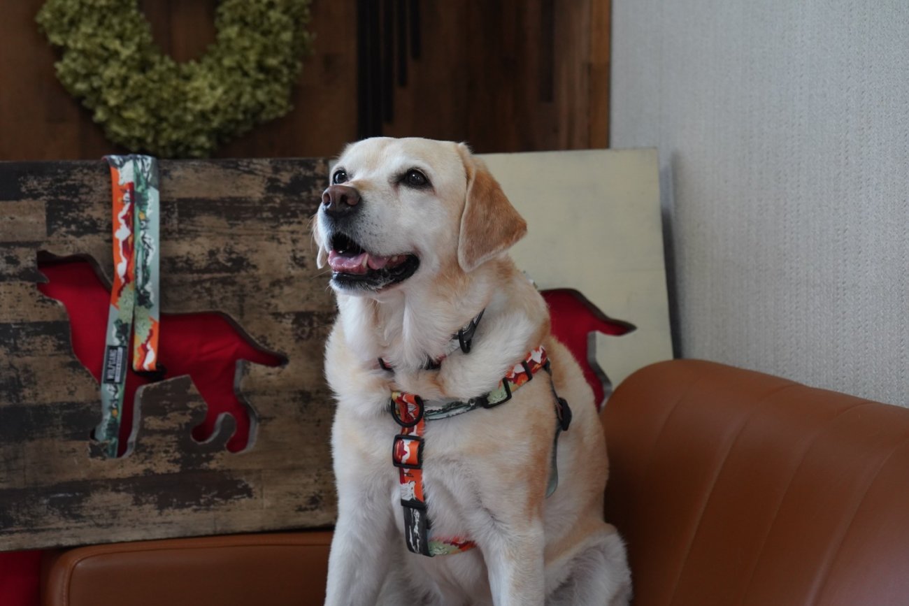 レトリーバー,ウルフギャング