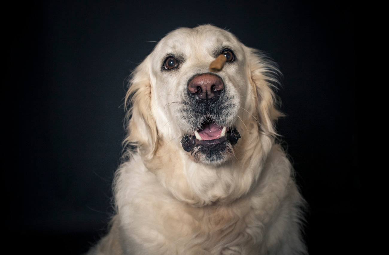 レトリーバーライフ,フード