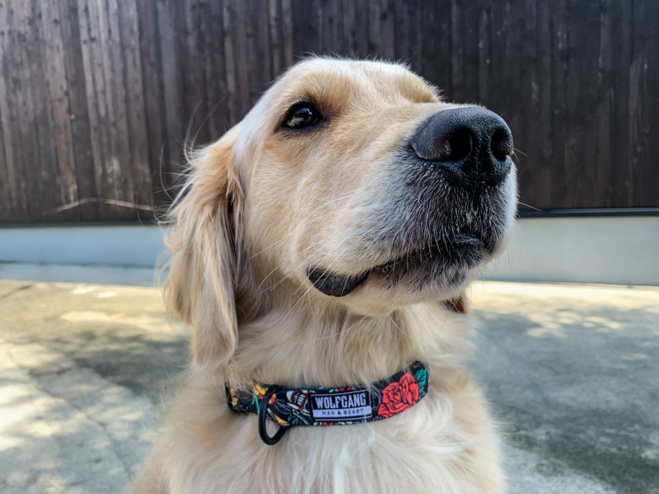 レトリーバー,ウルフギャング