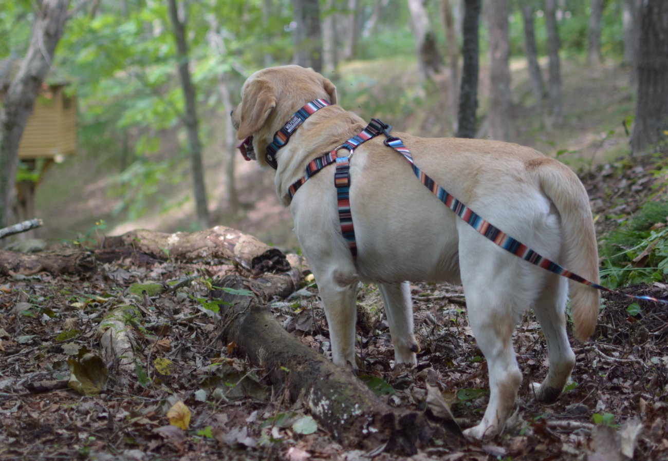 レトリーバー,ウルフギャング