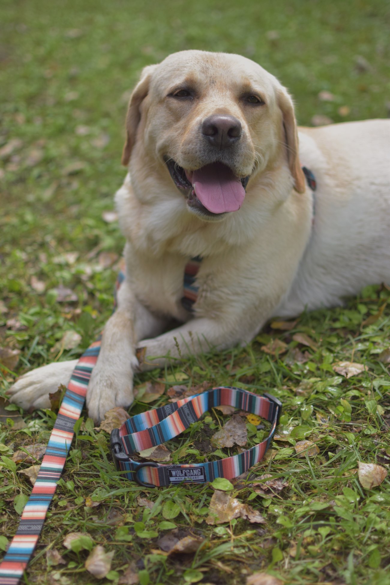 レトリーバー,ウルフギャング