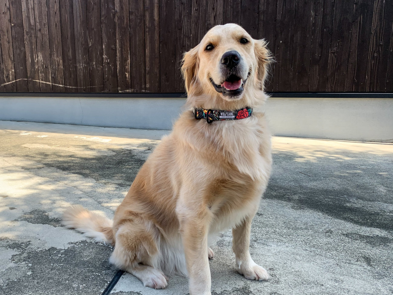 レトリーバー,ウルフギャング