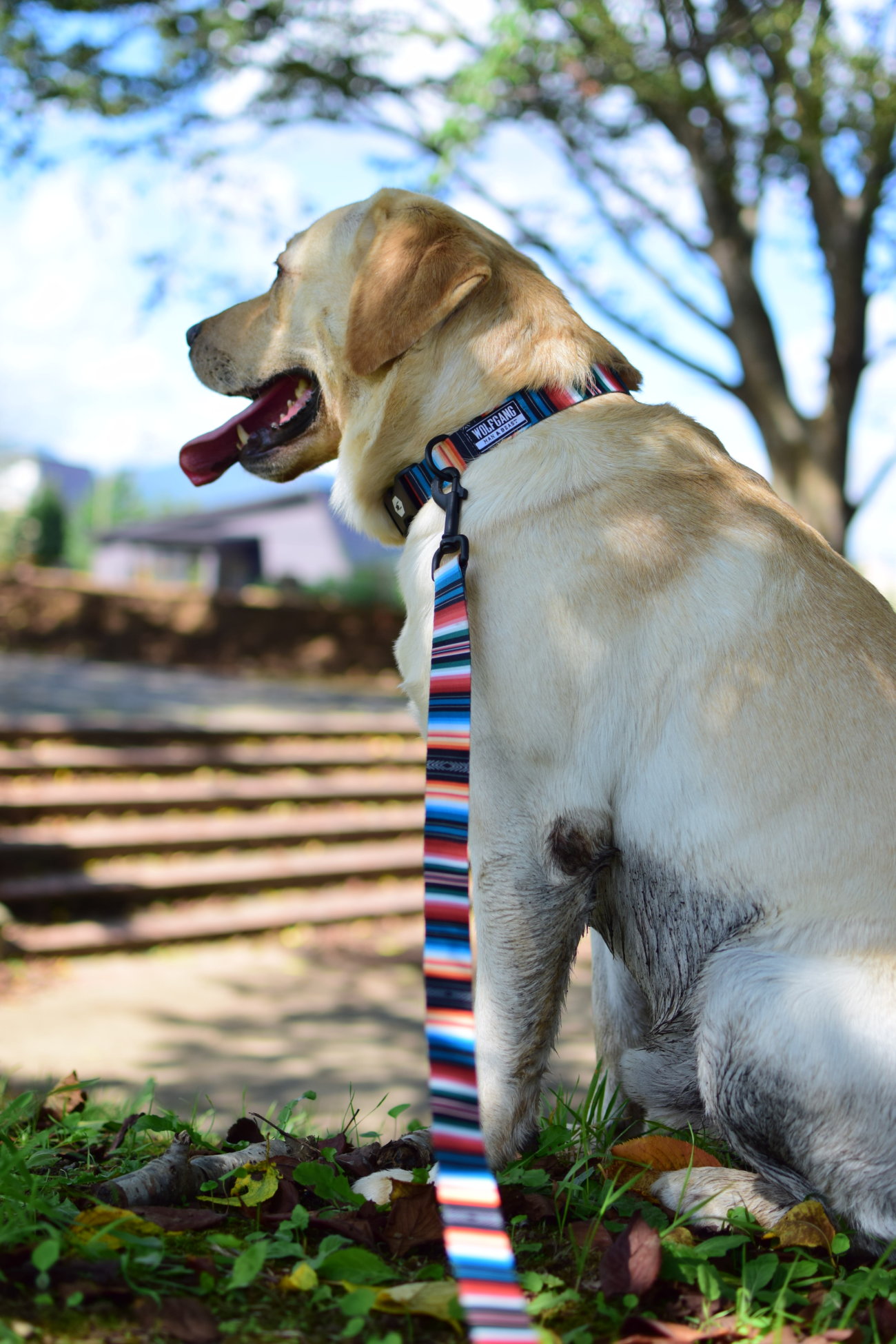 レトリーバー,ウルフギャング
