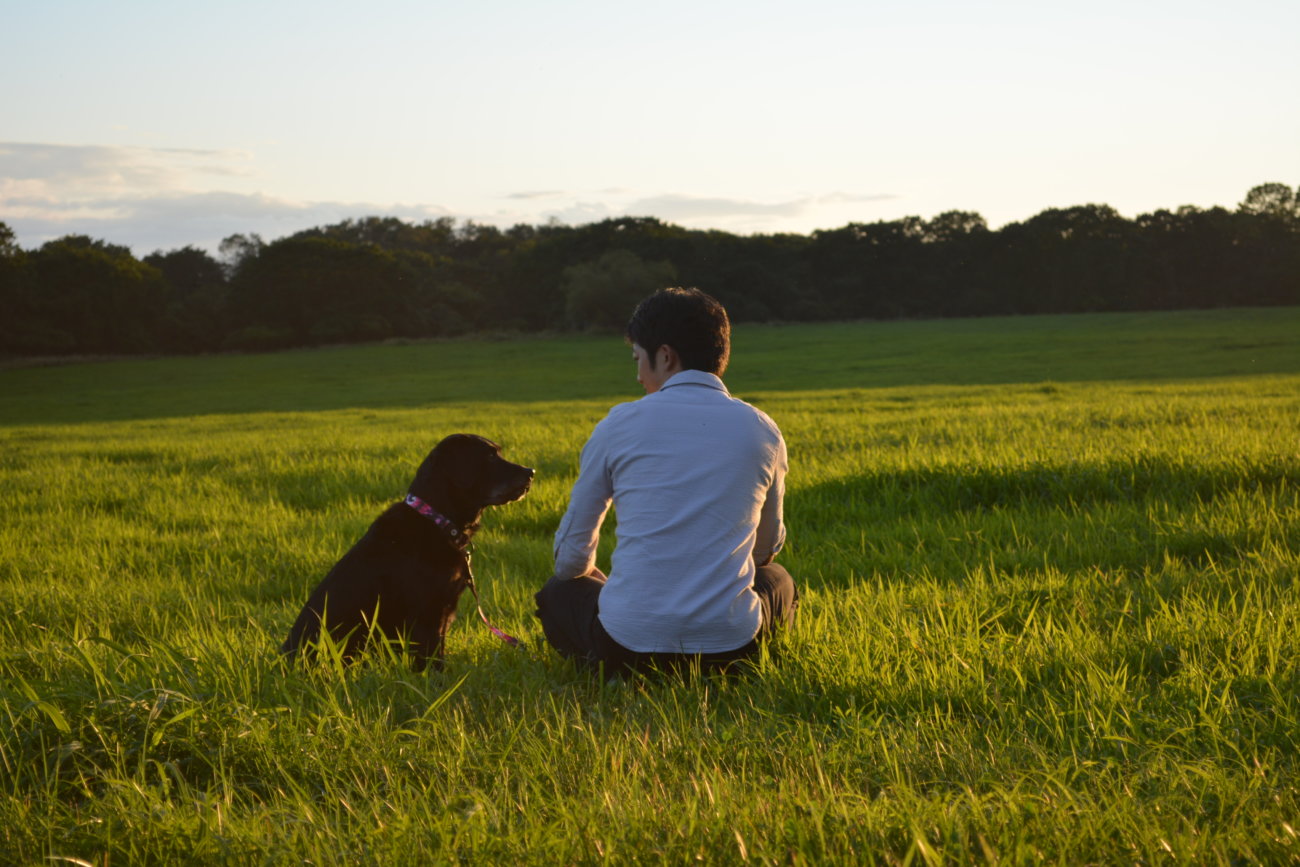 レトリーバー,ウルフギャング