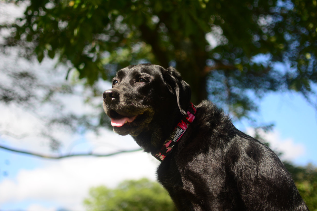 レトリーバー,ウルフギャング