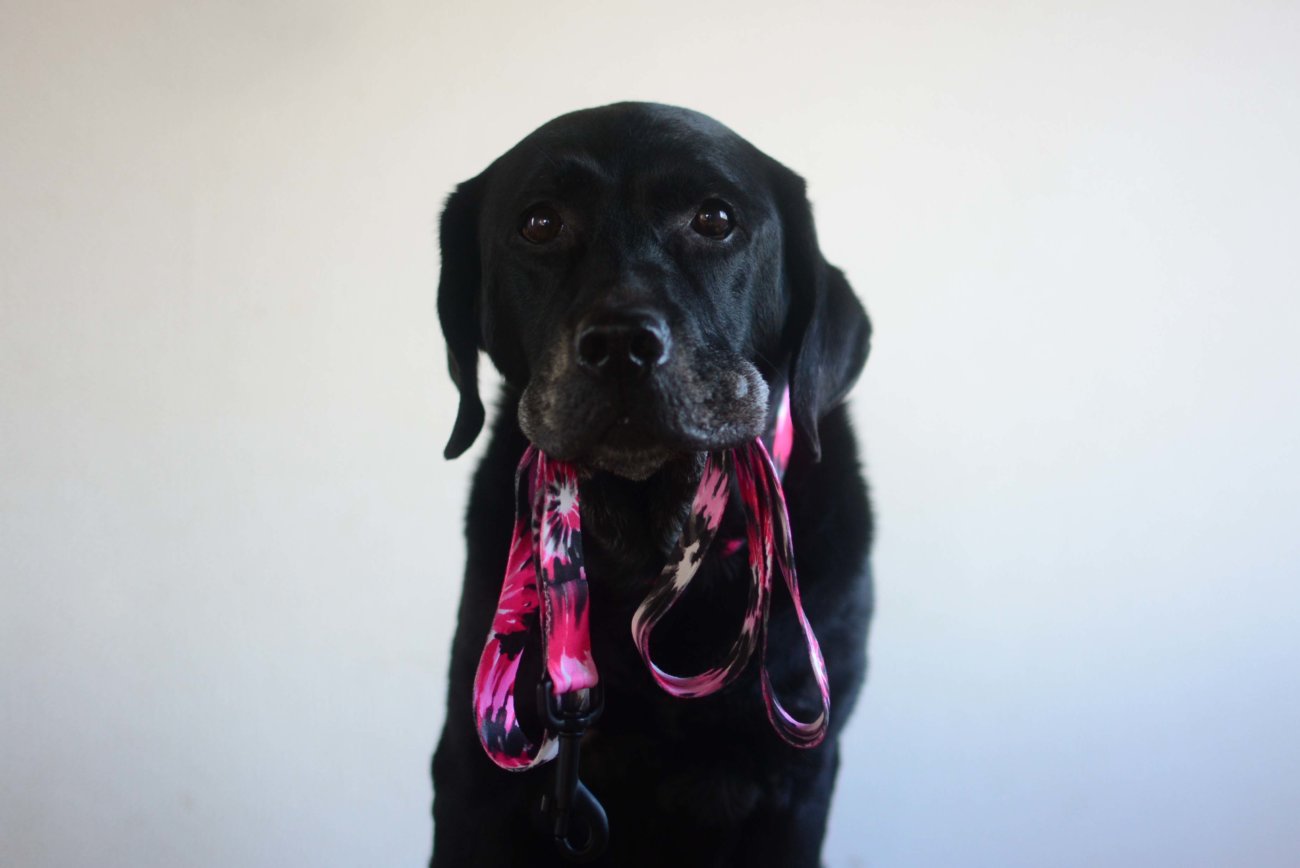 レトリーバー,ウルフギャング