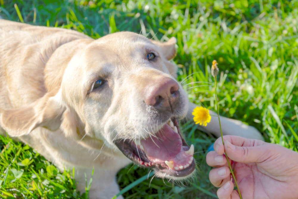 レトリーバー,マンボウやしろ