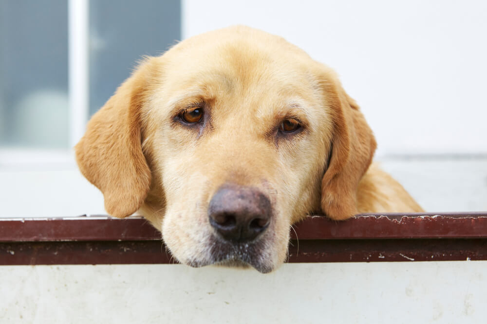 レトリーバー,マンボウやしろ