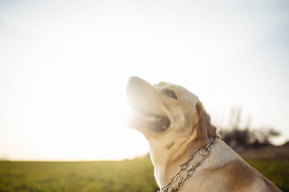 レトリーバー,マンボウやしろ