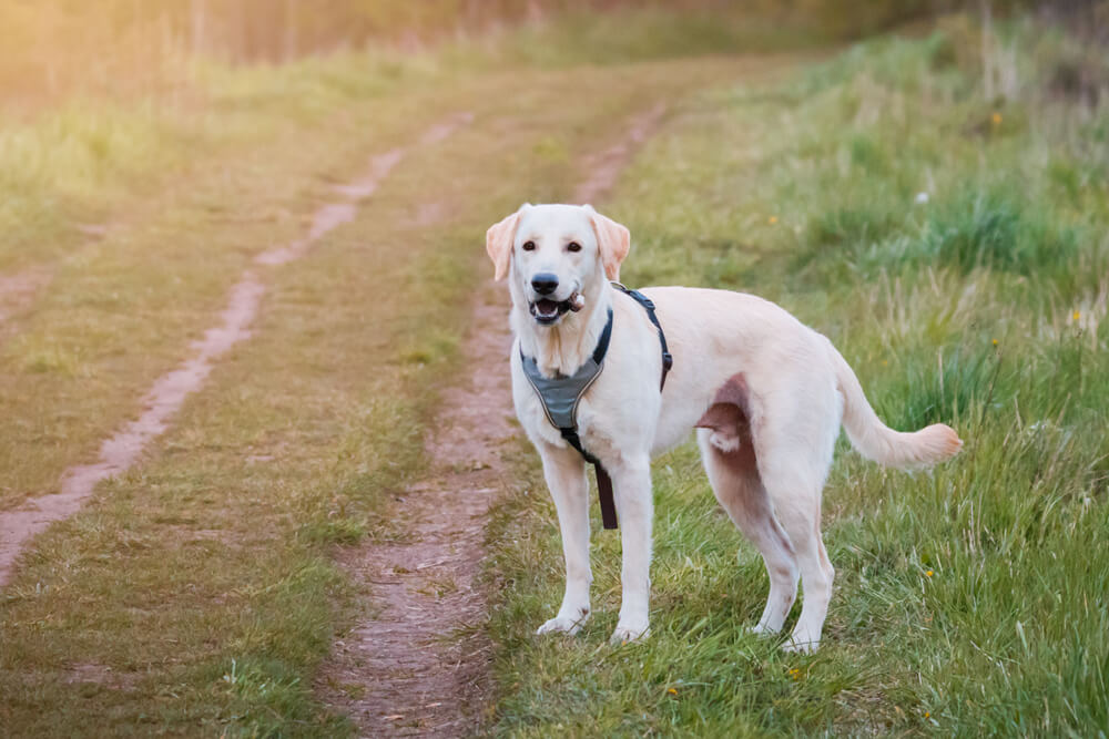 レトリーバー,マンボウやしろ