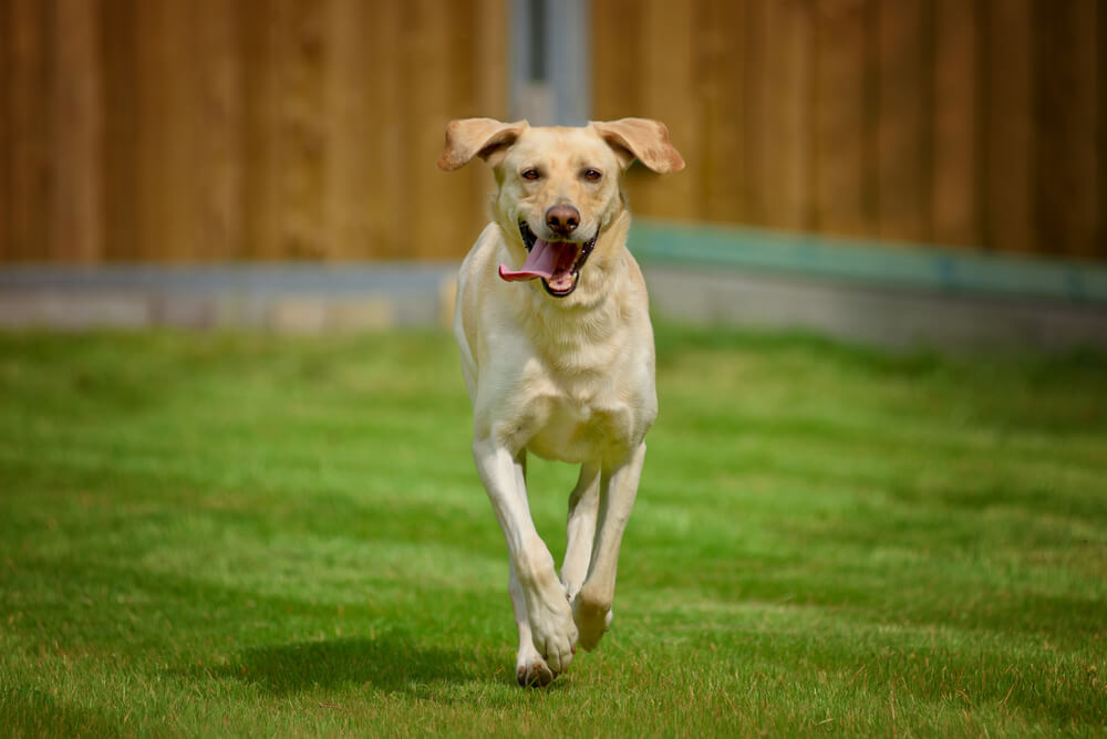 レトリーバー,マンボウやしろ