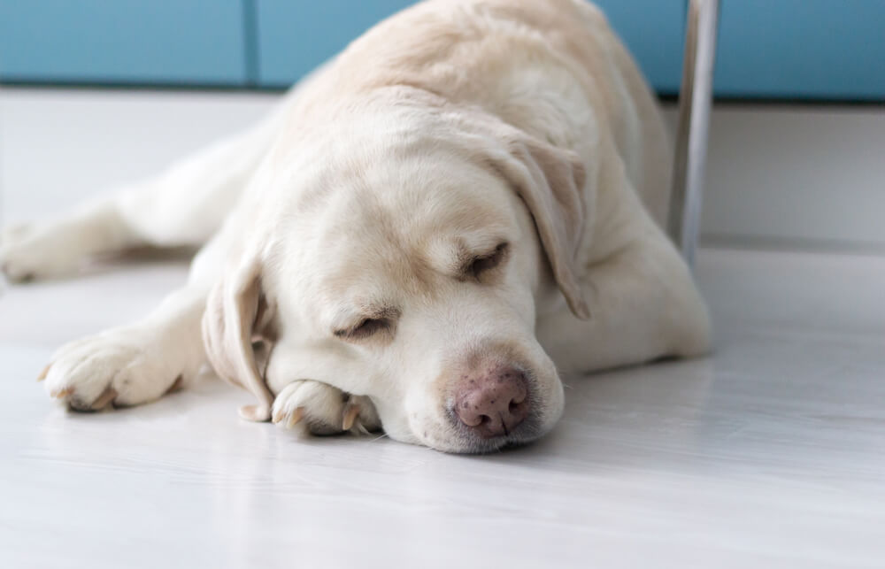 レトリーバー,マンボウやしろ