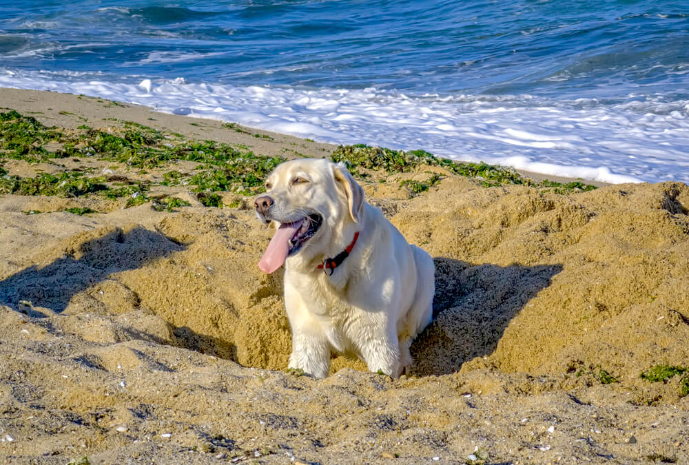 レトリーバー,マンボウやしろ