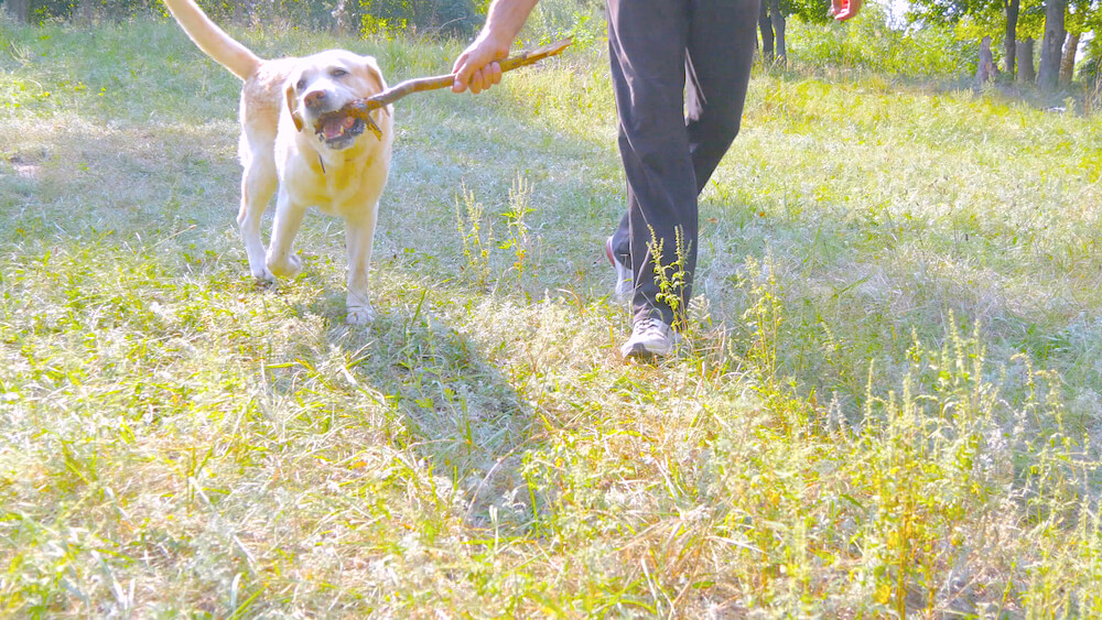 レトリーバー,マンボウやしろ