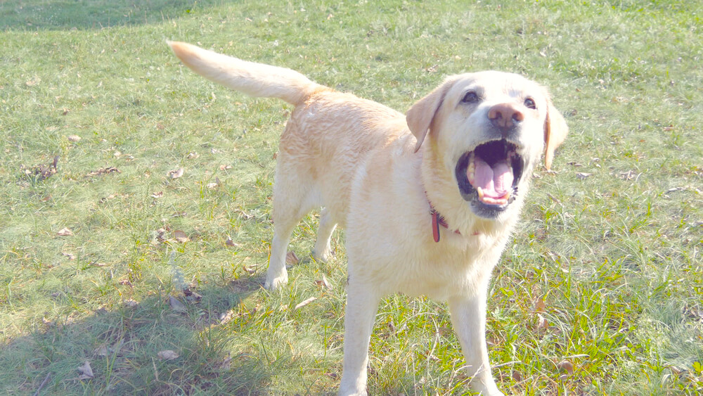 レトリーバー,マンボウやしろ