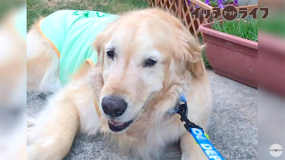 ゴールデン,動画,イッヌドットライフ