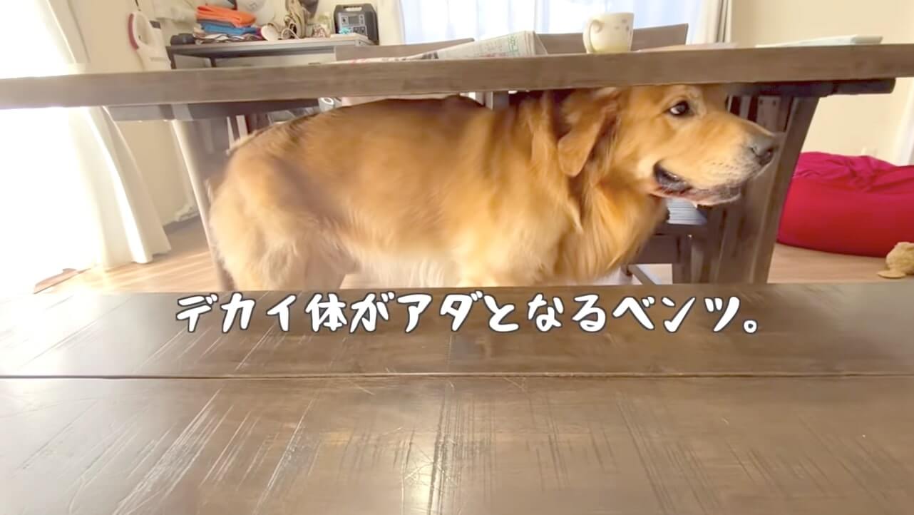 ゴールデンレトリーバー,動画