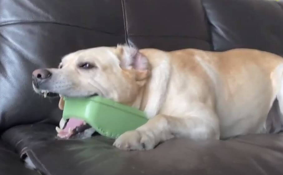 ラブラドールレトリーバー,動画