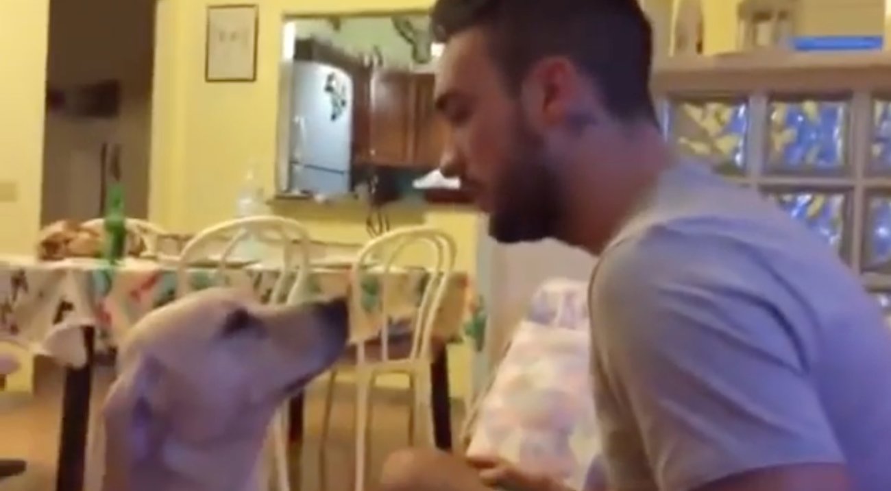 ラブラドールレトリーバー,動画