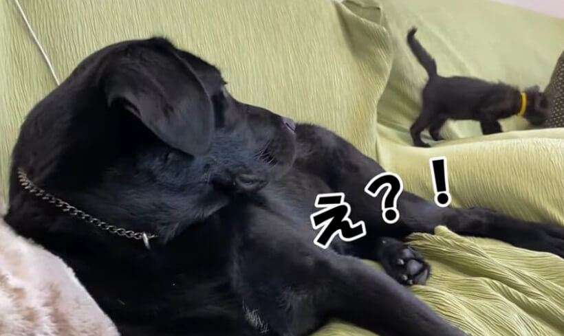 ラブラドールレトリーバー,動画