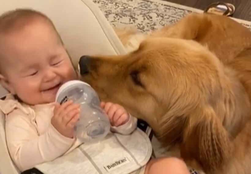 ゴールデンレトリーバー,動画