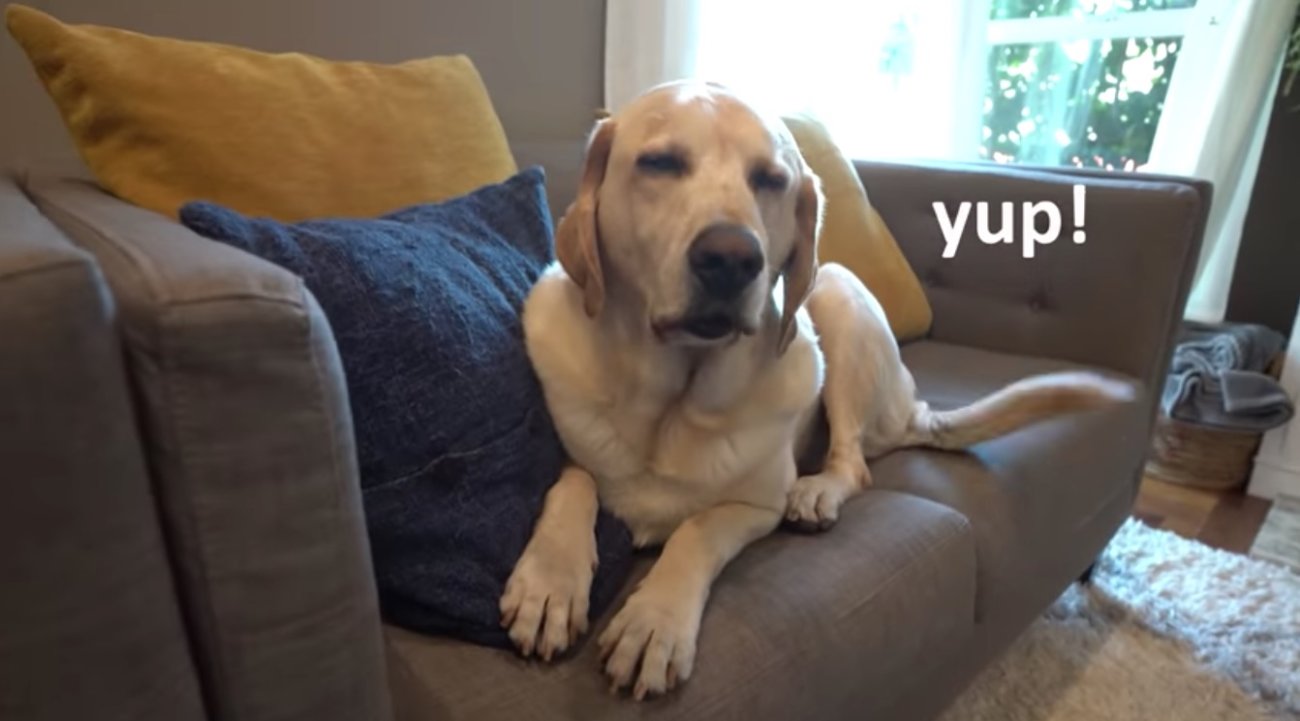 ラブラドールレトリーバー,動画